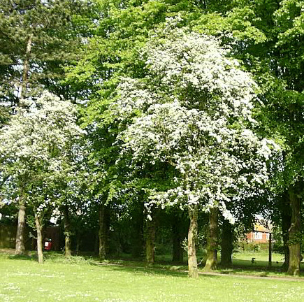hawthorn tree pictures. the May tree or hawthorn.