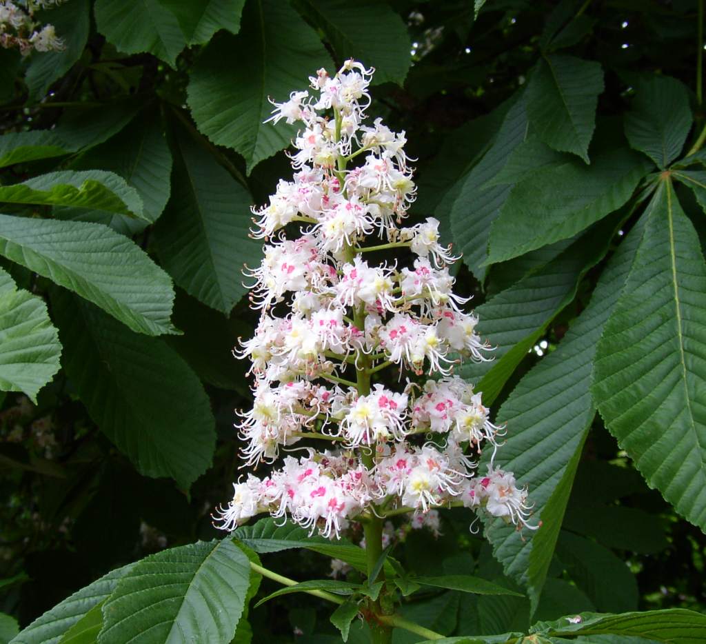 aesculus flower1024