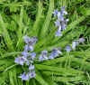 bluebells.jpg