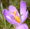 crocus_stigma.jpg