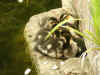 ducklings.JPG