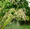 grassflower.jpg