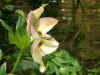 hellebore_styles.jpg