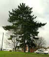 pine_oak1.jpg