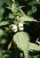 whitedeadnettle.jpg