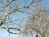 winterbranches.jpg