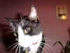 cat1.jpg (49281 bytes)
